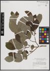 Foto von Salix caprea L.